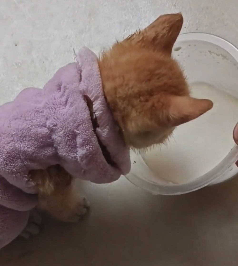 小女孩為小貓穿上衣服保暖，並準備了牛奶讓小貓充飢。