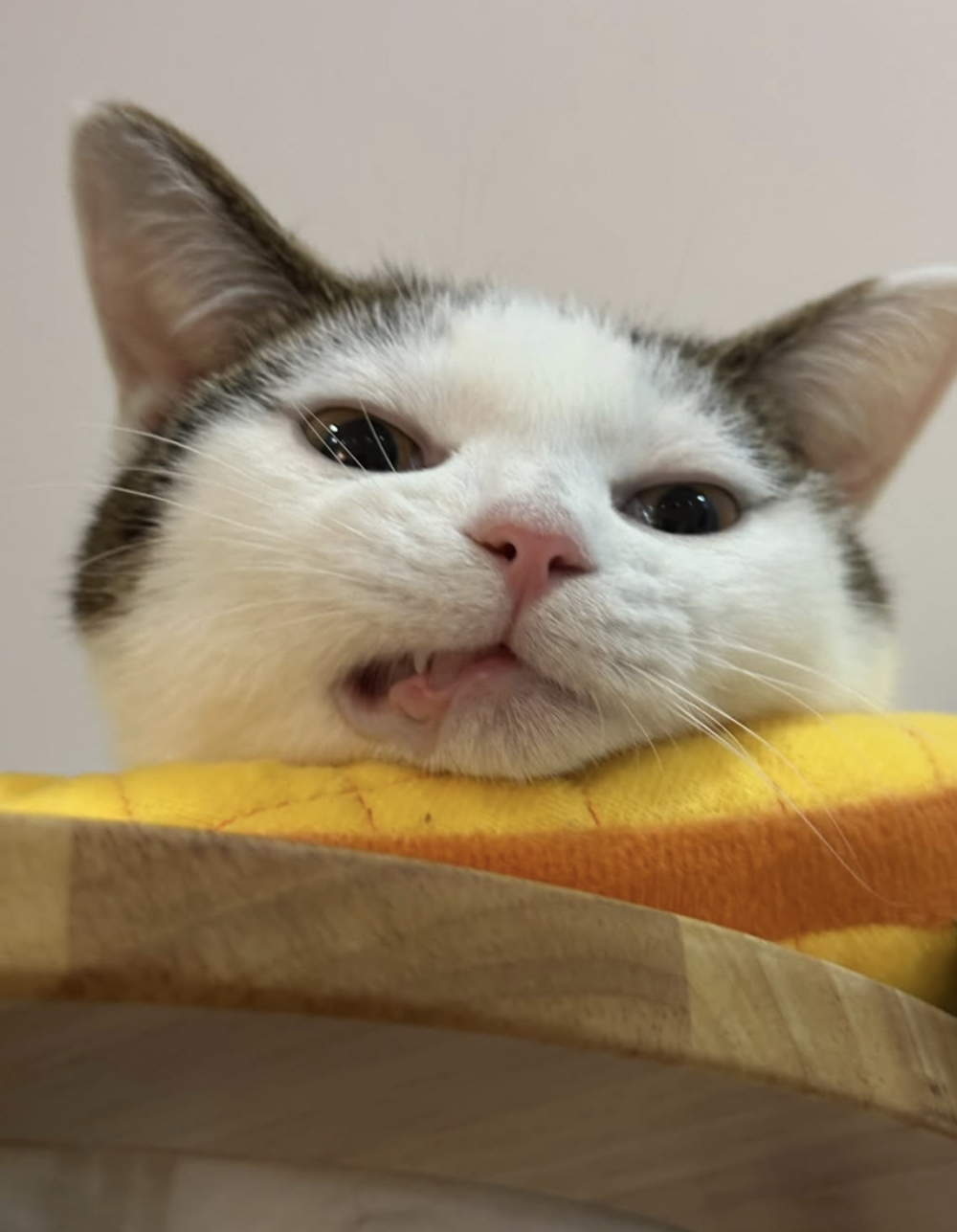 這「惡魔之子」也太萌了吧