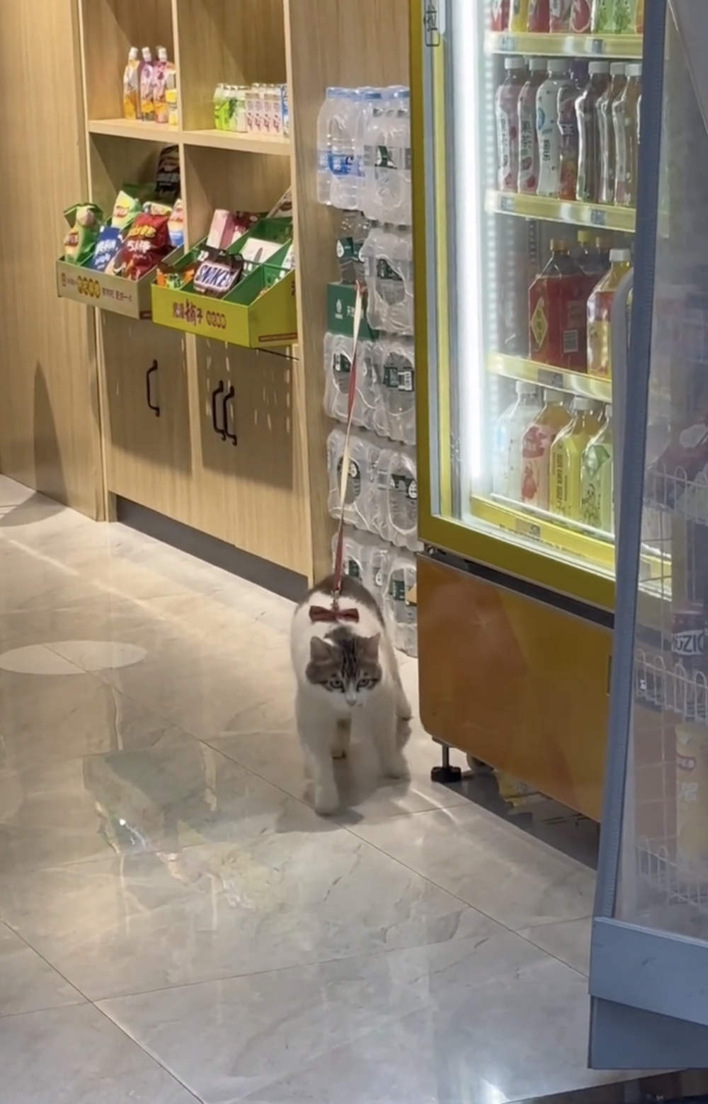 奴才：你從哪裡學回來的喔