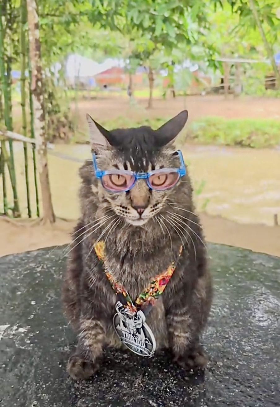 獎牌都是本喵的！