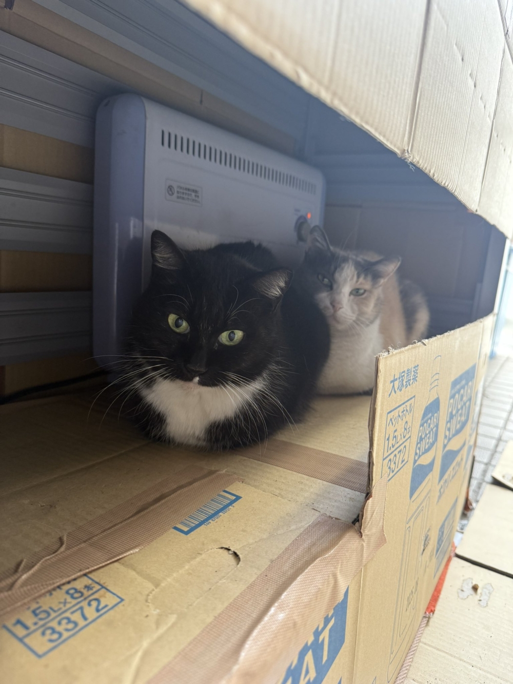 都來報到取暖啦～