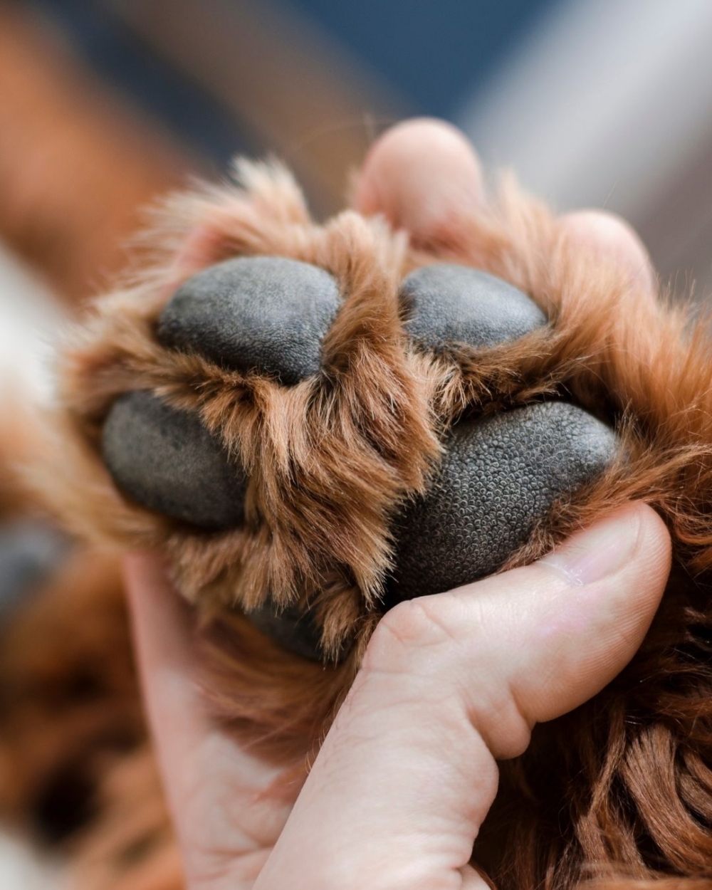 擁有三角型肉球的狗狗通常非常穩重，做事細心，情感不外露。