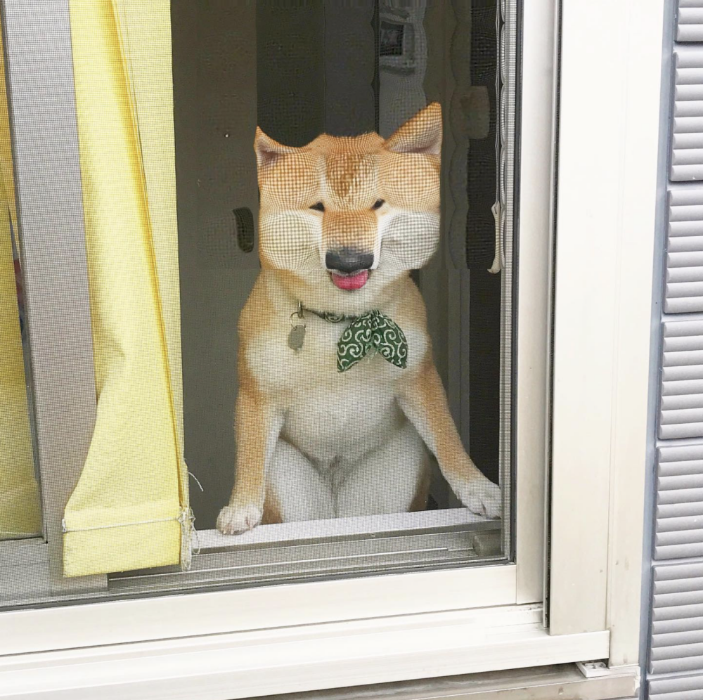 這就是Pixel狗狗嗎?
