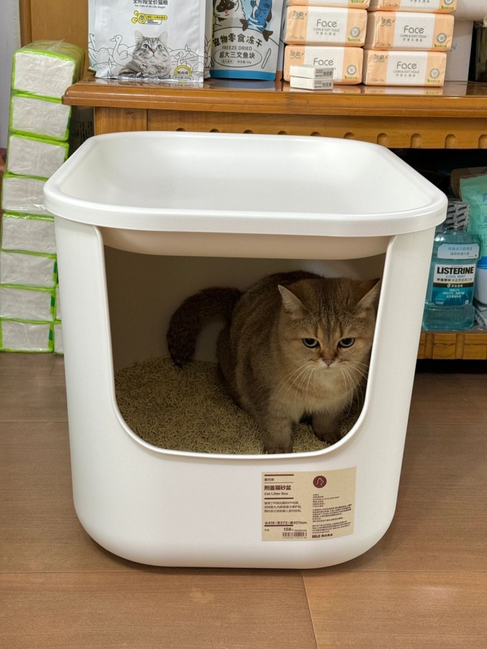 貓砂盆怎麼選？