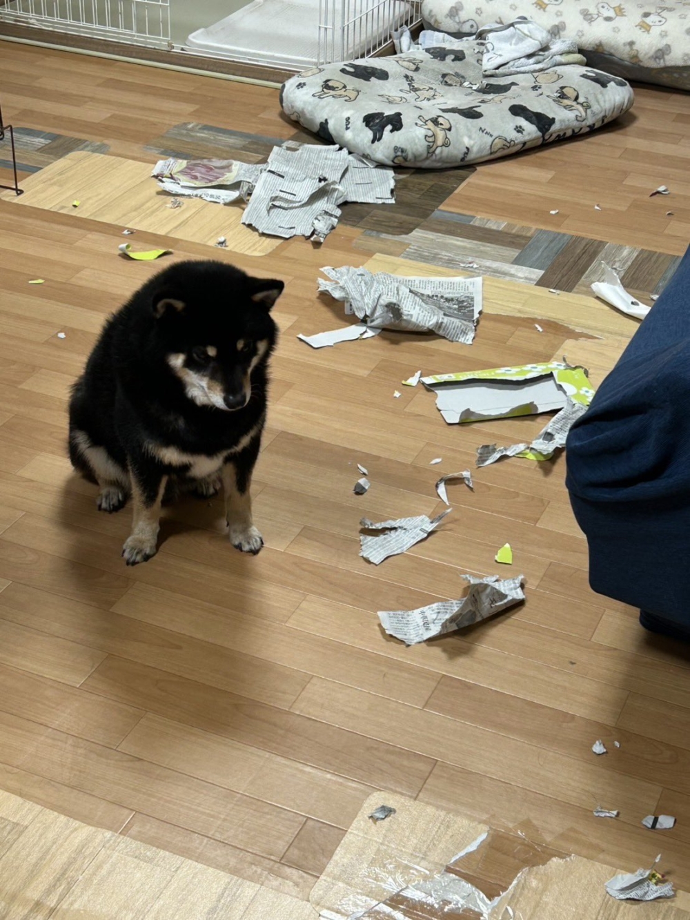 「犯罪」後被抓包的黎坤。