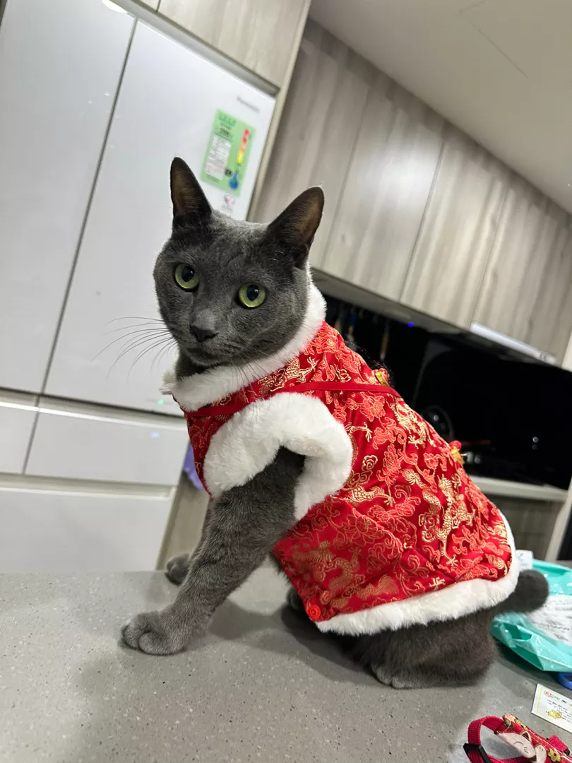 貓咪穿起來很合身～