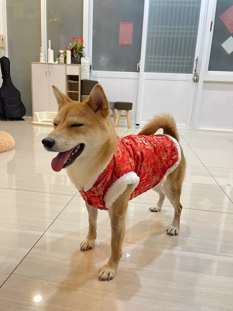 大尺碼的毛孩也不需要擔心喔～