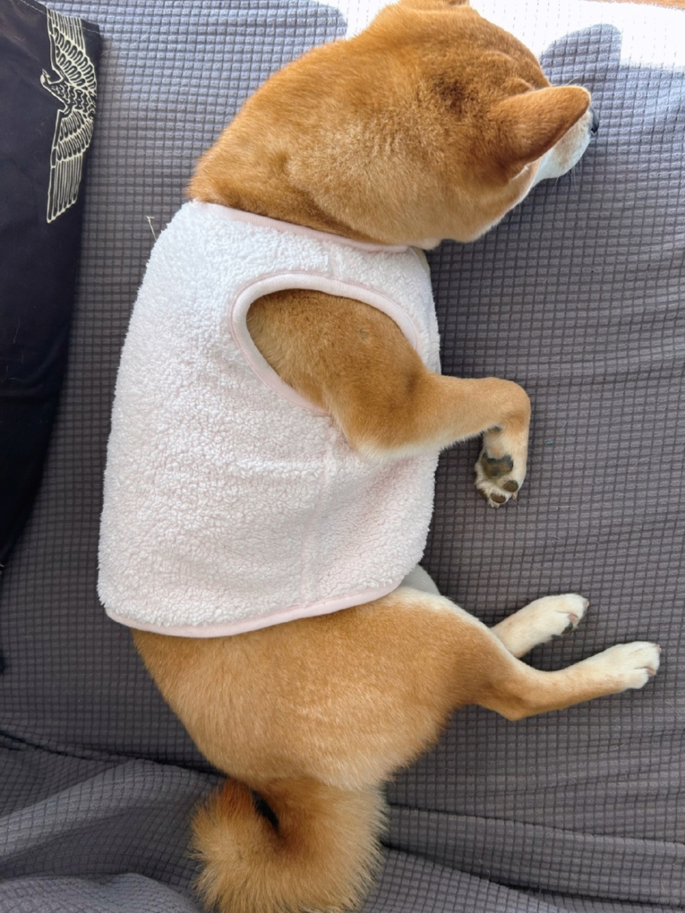 價格適中還可以幫毛孩保暖。