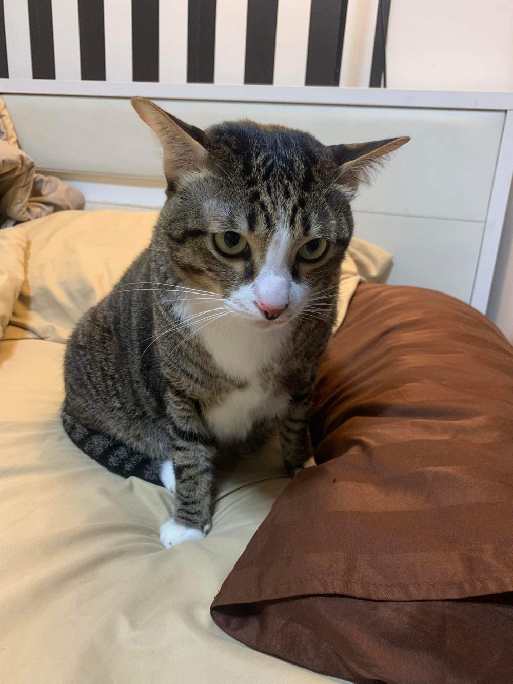 貓貓下次不敢啦～