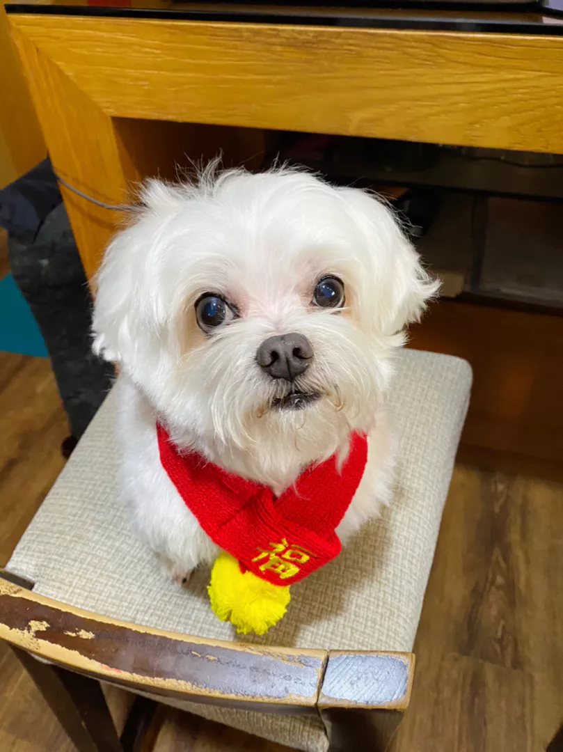 看起來和毛孩很搭呢～