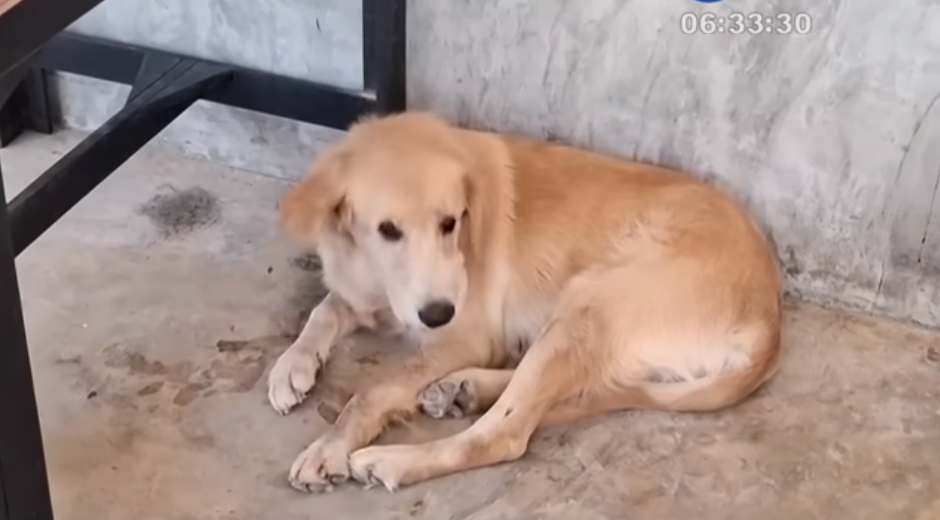 拉布拉多一臉無辜。