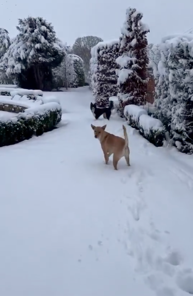 拉斯蒂逐漸適應雪地啦~