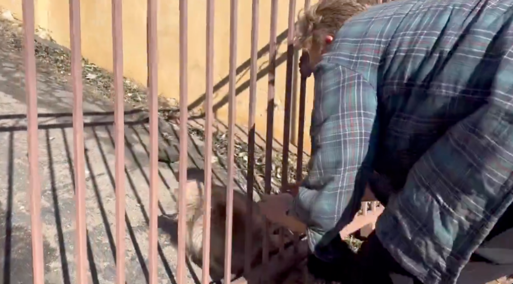 Oreo聽到飼主聲音後也飛奔得跑向飼主。