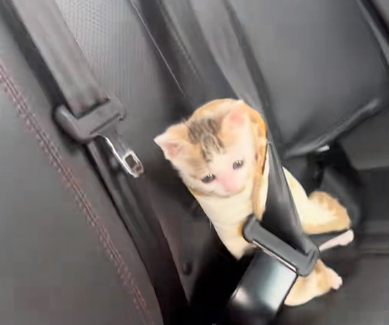 一人一貓身價差10倍!