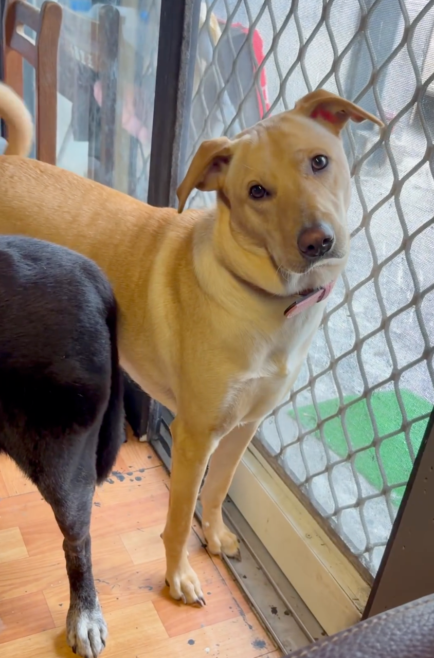 表情超委屈的～