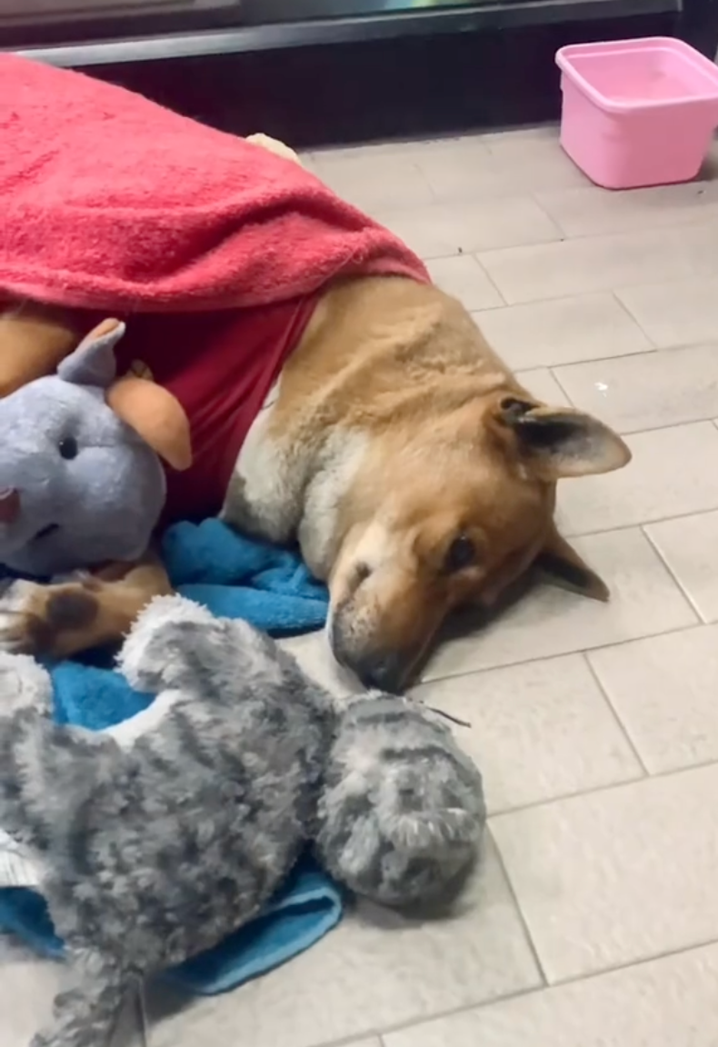 眼神虛弱又落寞。