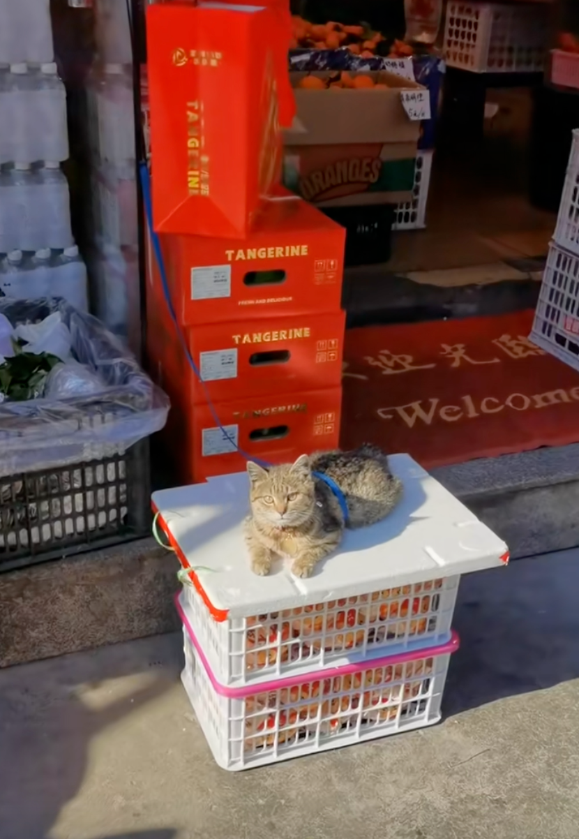 不少網友都是為了擼貓而光顧水果檔的～