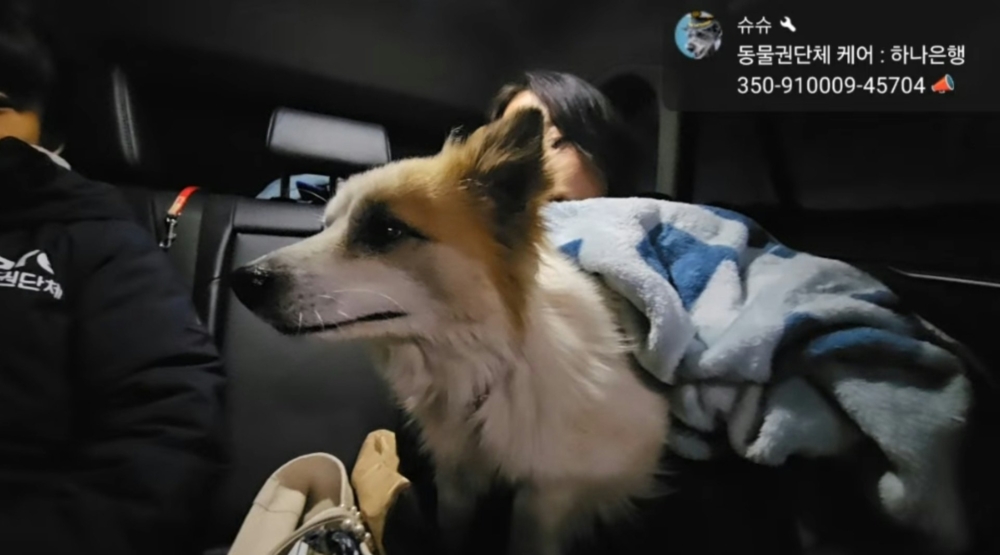 動保組織暫已把牠接走照顧。