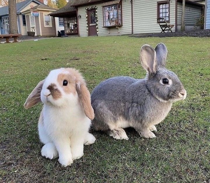 看似容易飼養但需要心思來照顧喔～