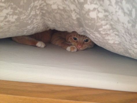 貓咪捕獵本能會讓牠們選擇隱匿地方休息。