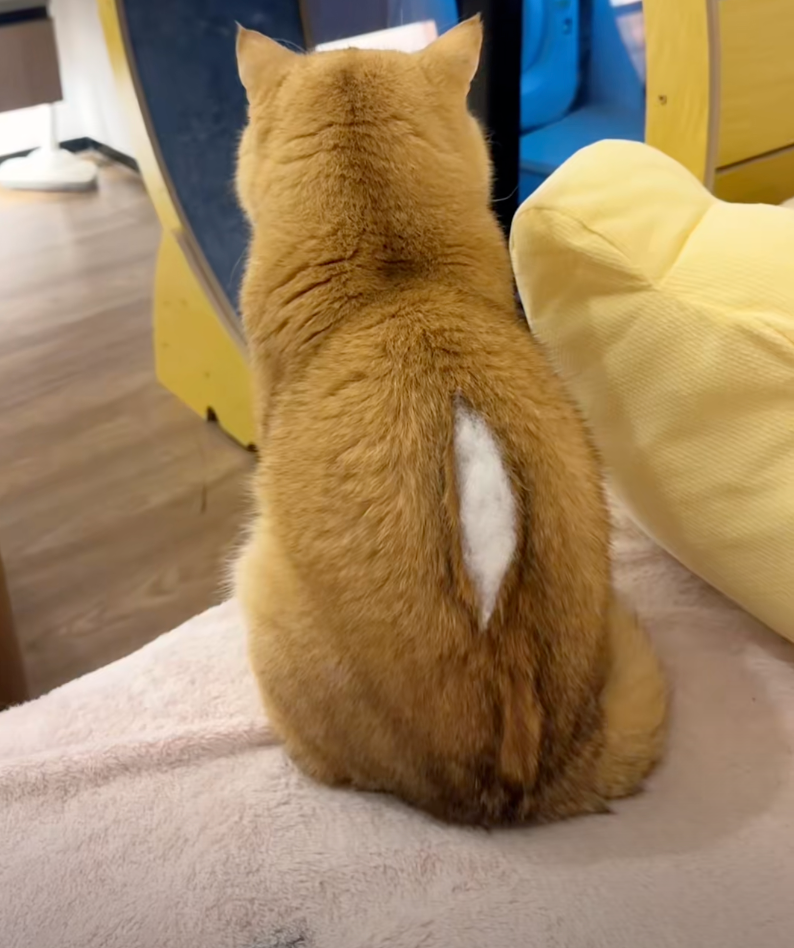 「玩偶」元寶吃撐啦～