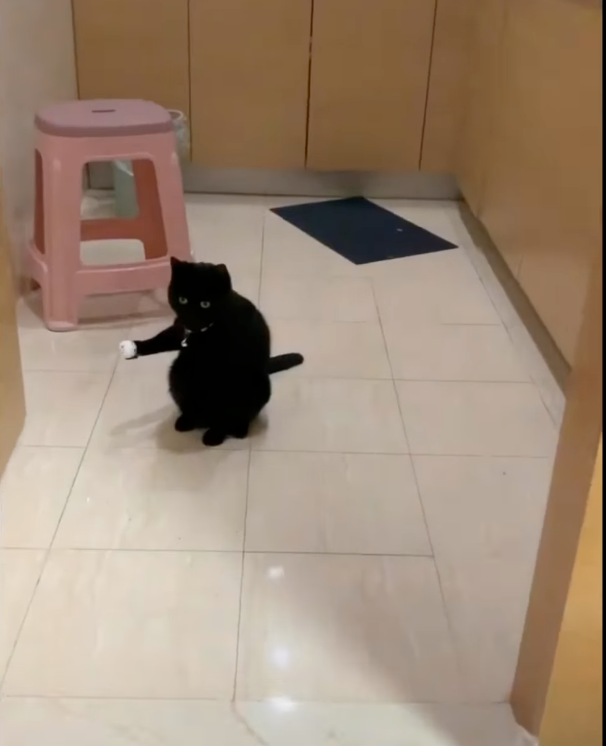 片中的黑貓舉著一隻手呆坐在原地,整個呈現詭異的姿勢。