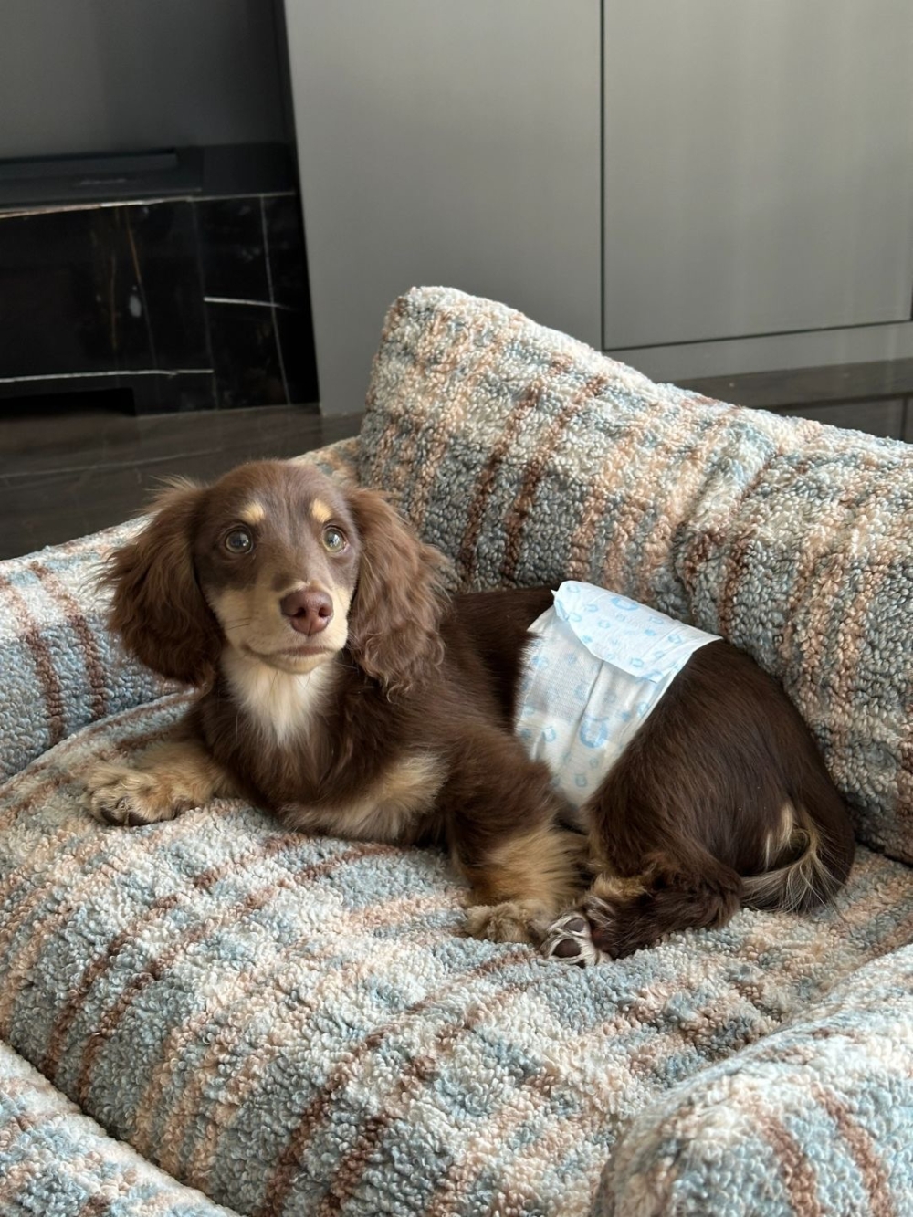 毛孩會因為緊張而漏尿或腹瀉。