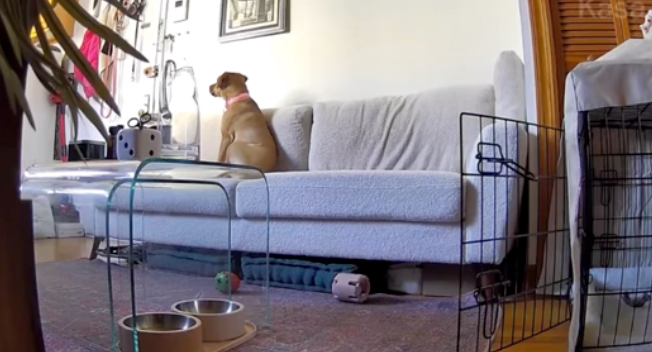 小豆就這樣一直望著門口等主人回來。