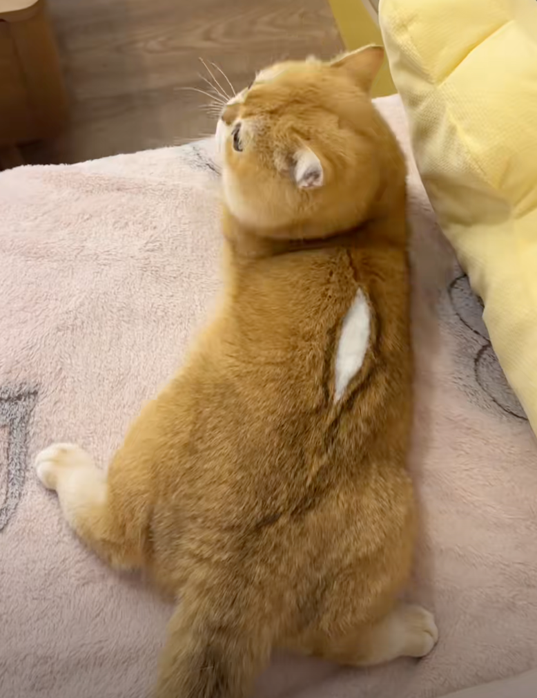 貓咪背部竟然開線了？