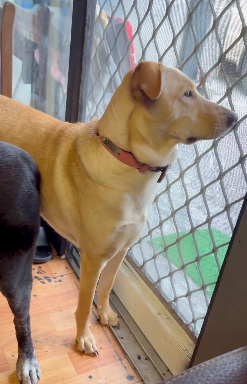 烤肉飯打不開門卻只能遠遠望著門外的風景～