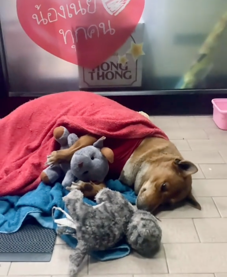 狗狗躺在便利店門口，表情看起來憂傷。