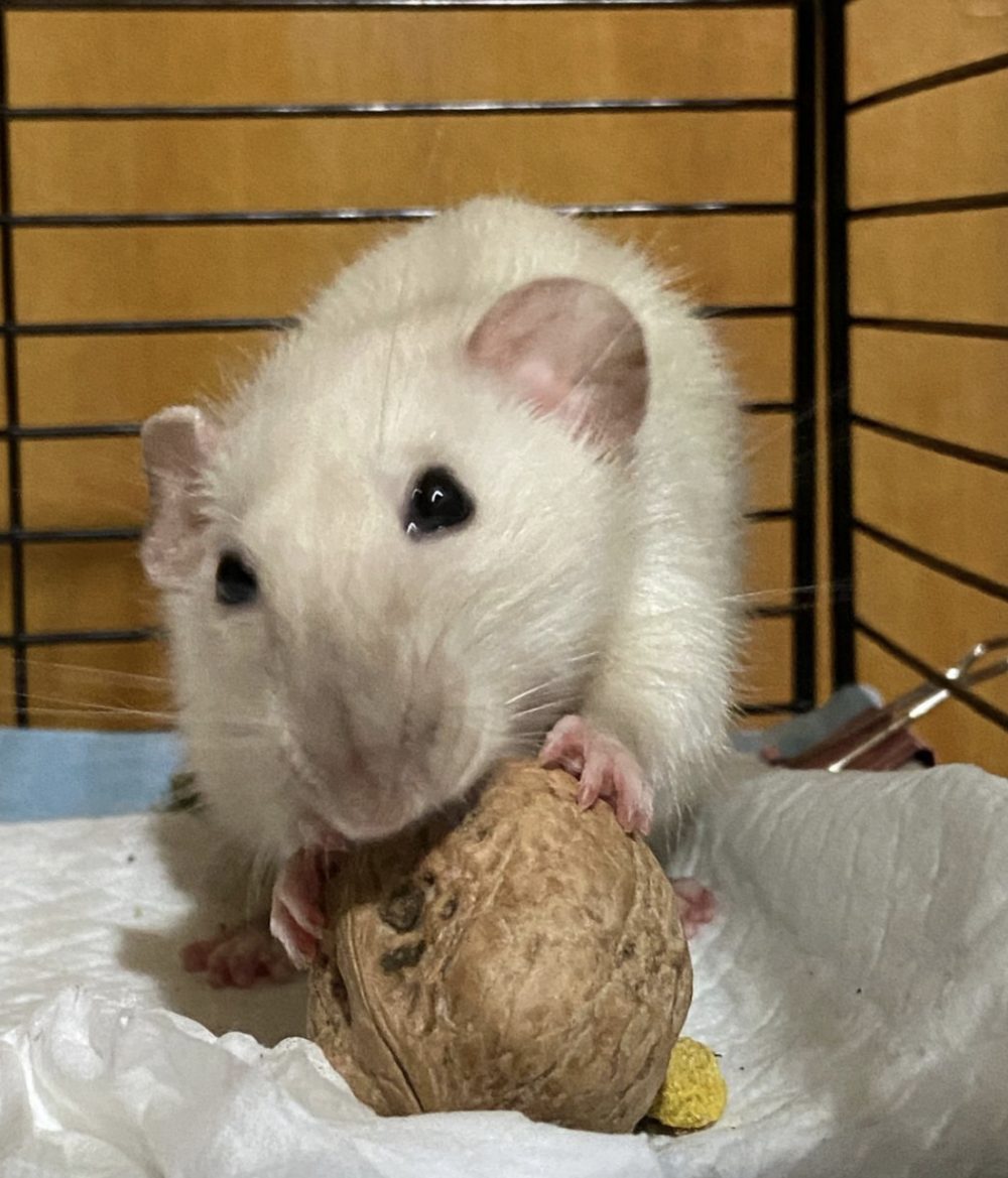 果核和種子會導致倉鼠有中毒反應。