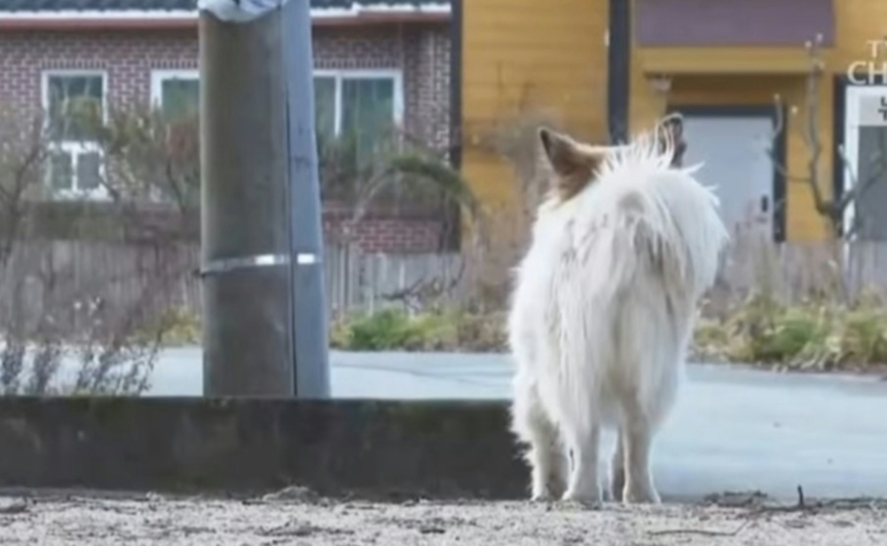 狗狗還會徘徊在鄰居會館和住家之間等待主人回家。