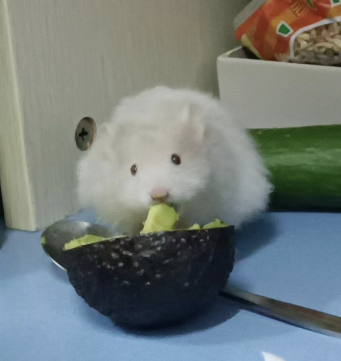 酪梨中的(Persin )會對倉鼠造成致命的傷害喔~