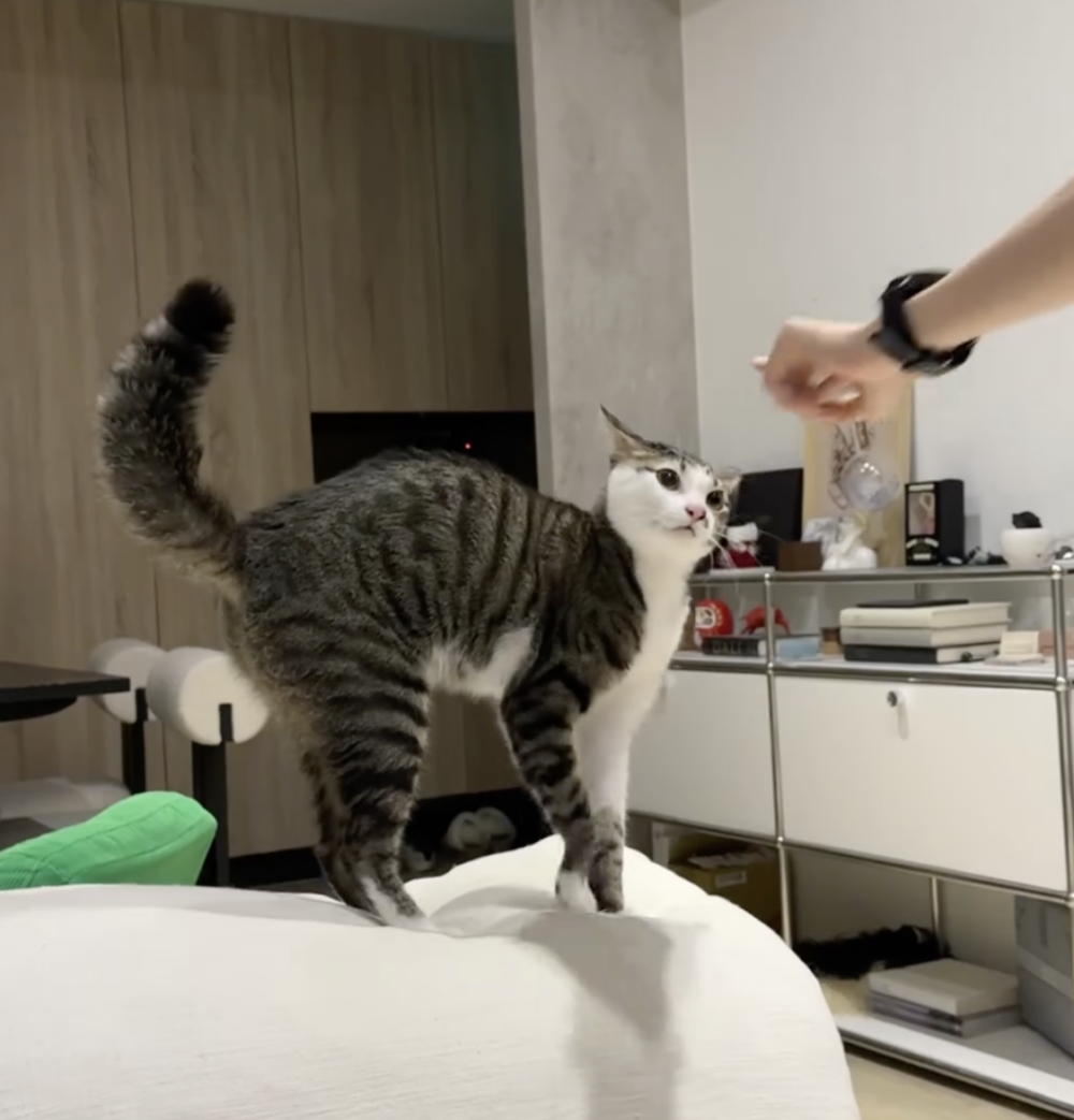 飼主故意逗Pickle。