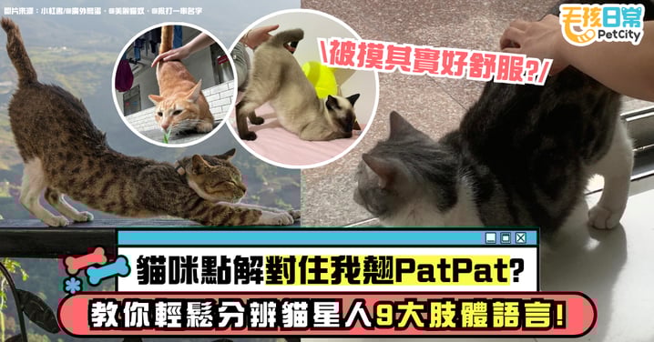【貓咪肢體語言】貓咪翹屁屁對著你的9大原因！原來是要向你傳達這些信息！