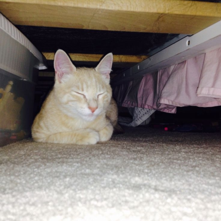 貓咪也需要私人空間。