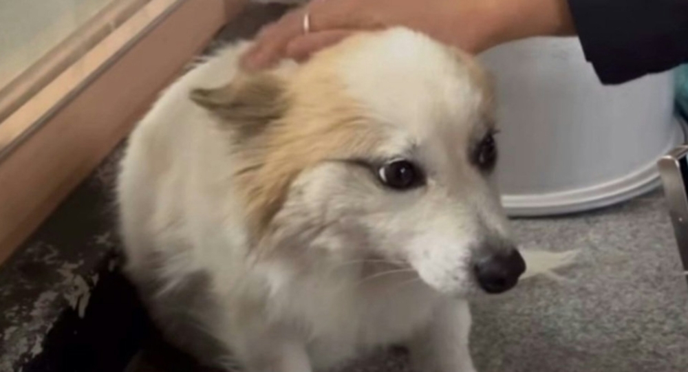 鄰居們輪流來照顧狗狗。