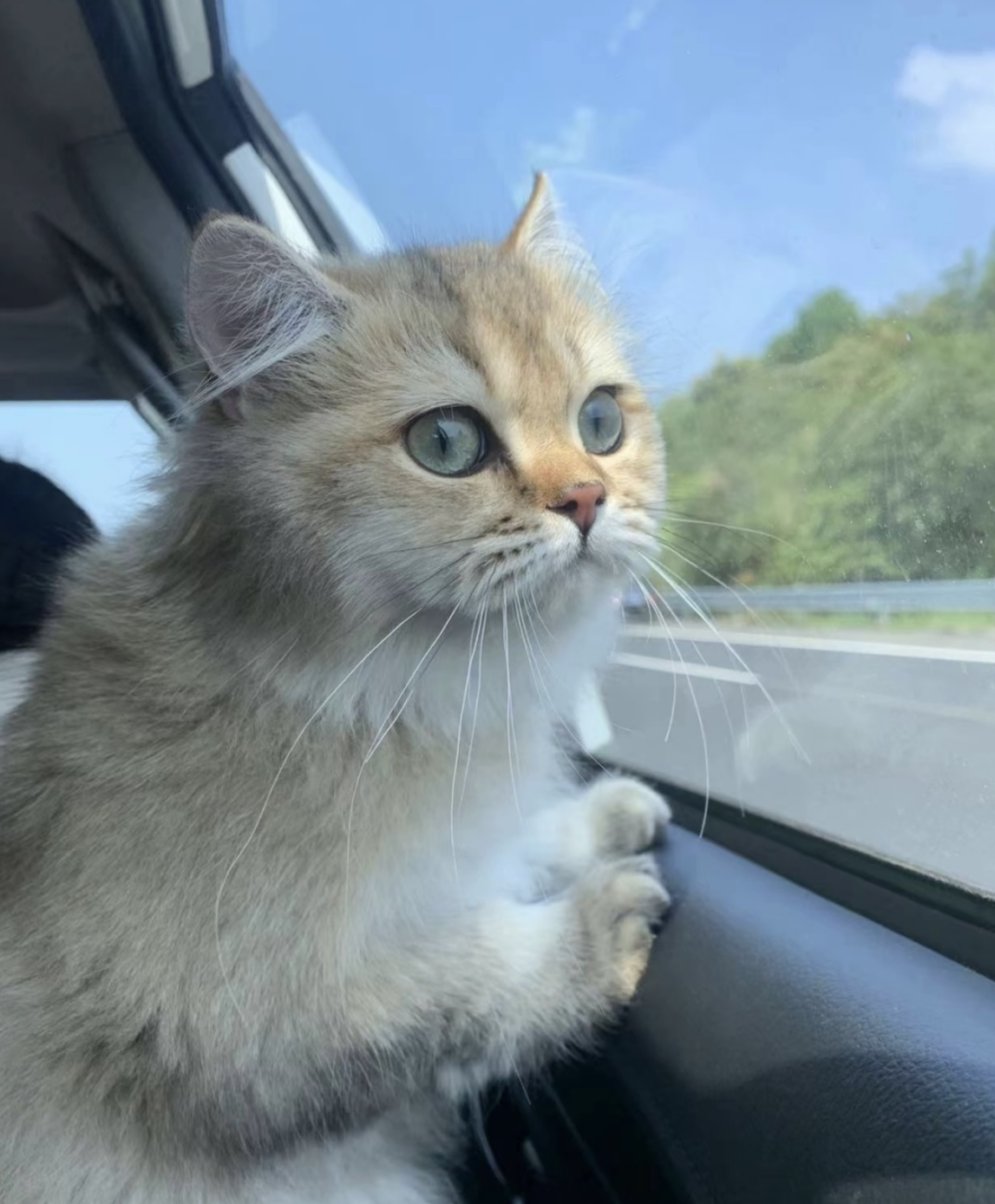 記得提前準備寵物暈車藥。