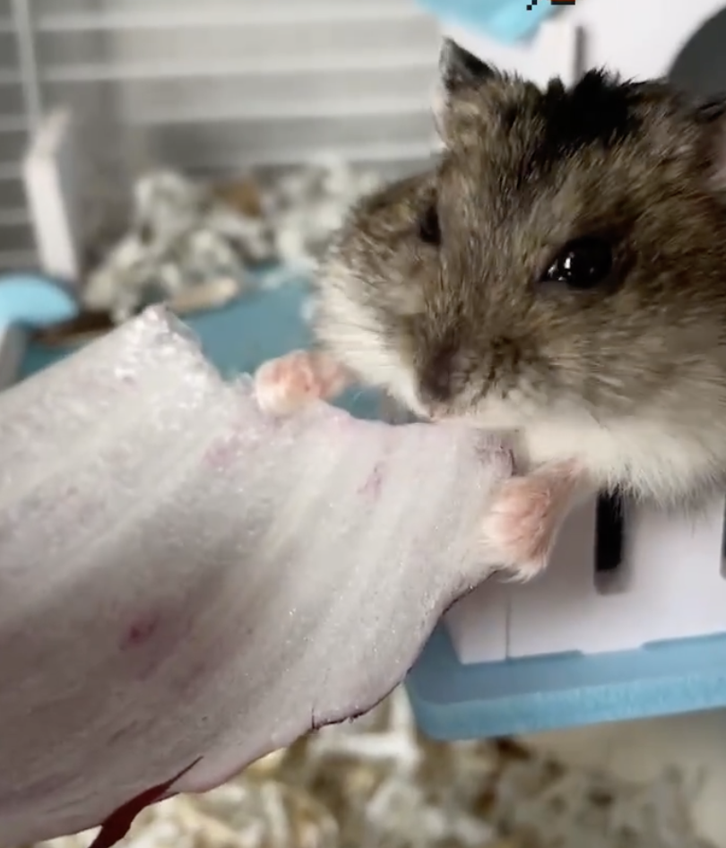 倉鼠不能吃洋蔥。