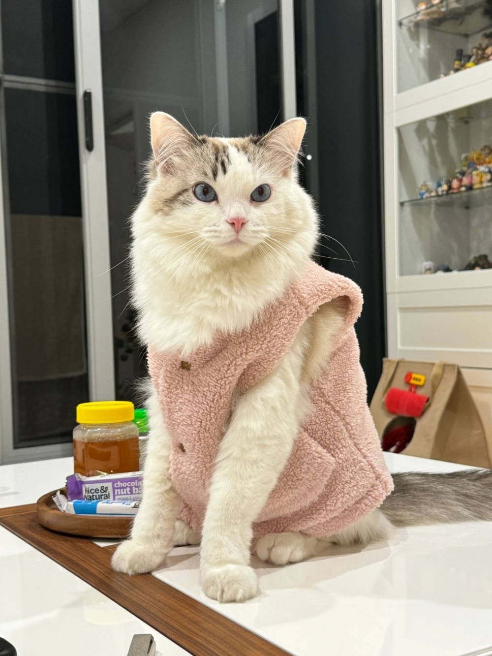 不管是貓咪還是狗狗都能穿呢！