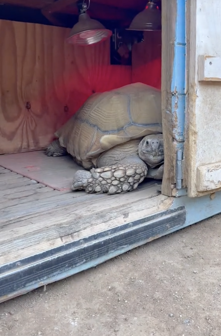 不知情的TipToe還在小院裡。