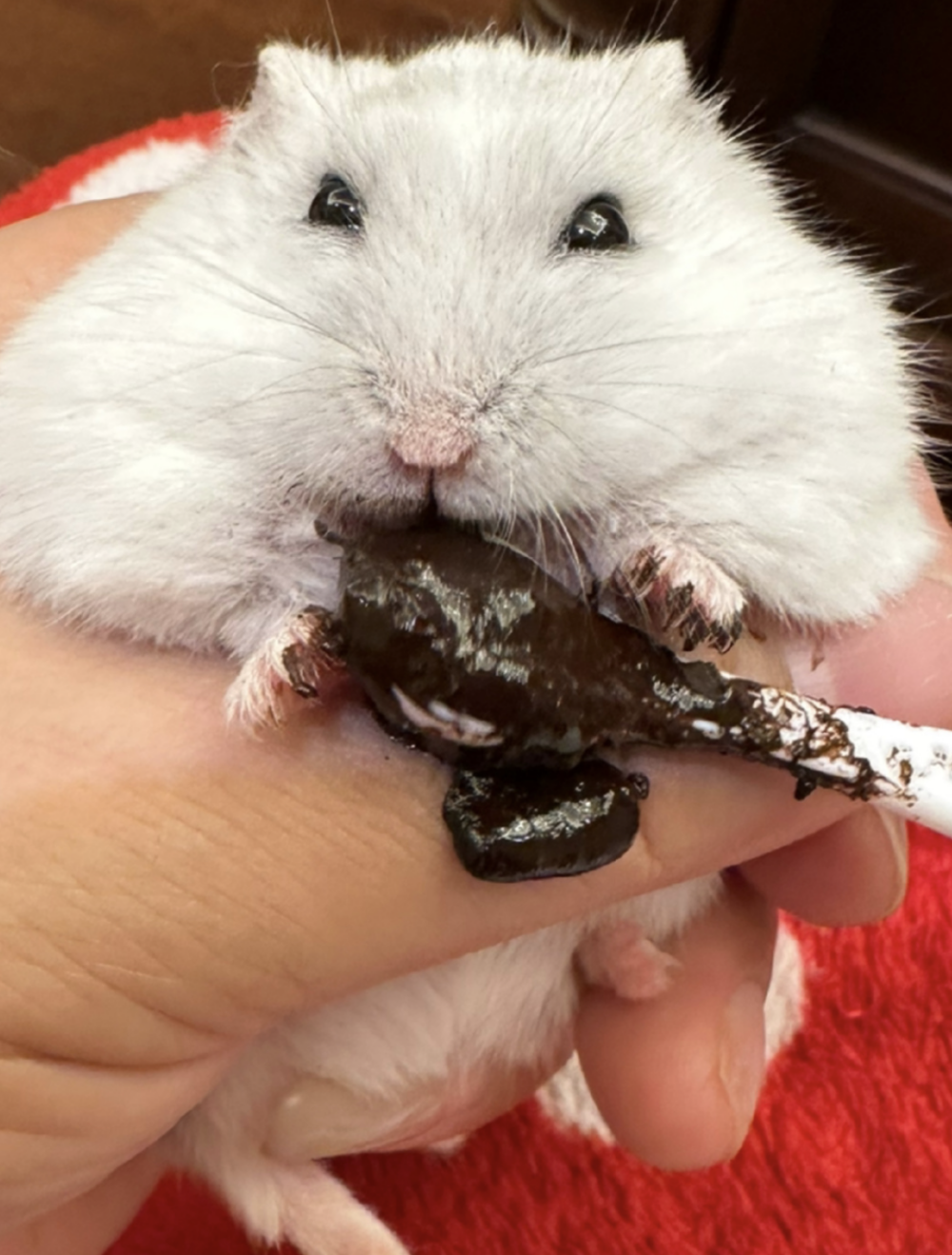 倉鼠無法代謝可可鹼和咖啡因。