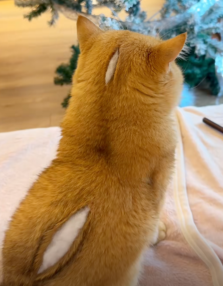 原來是飼主的惡作劇啦～