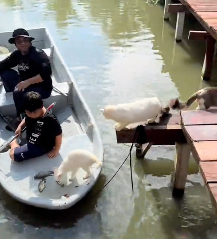 別急別急,漁夫在「上菜」了!