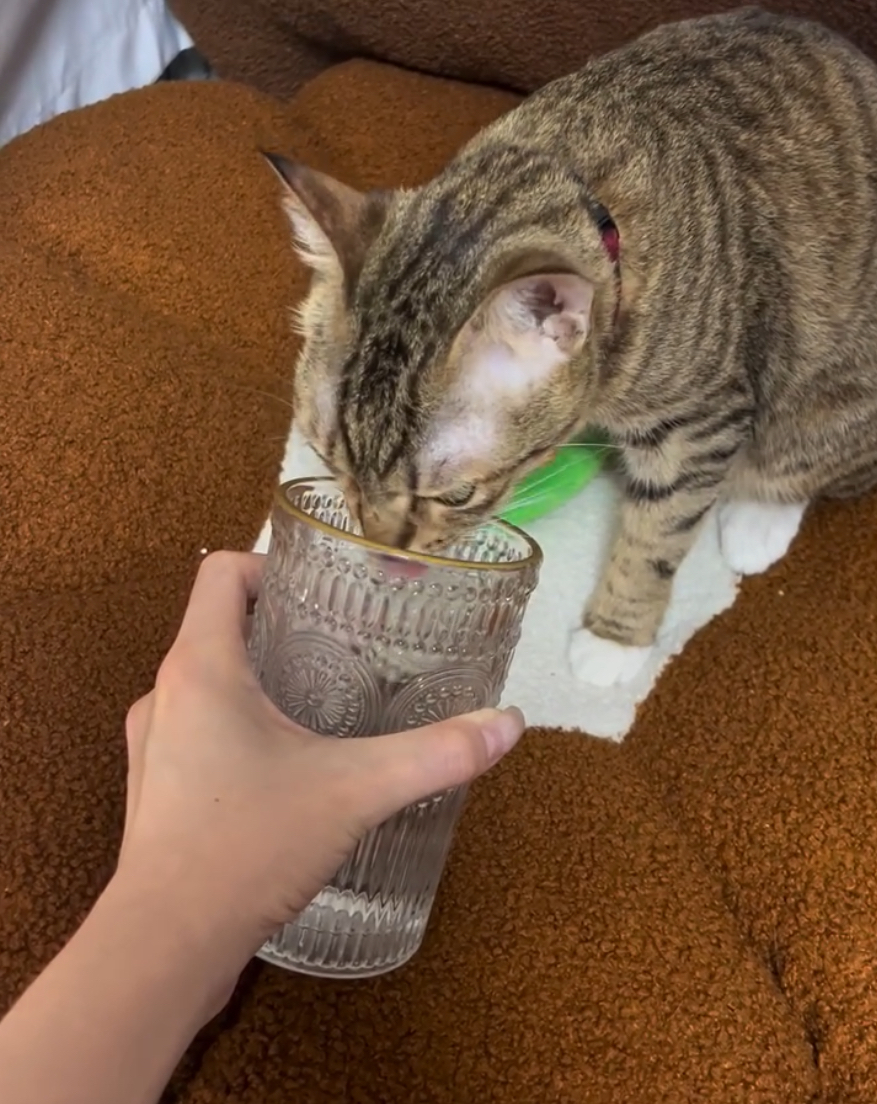 願賭服輸的喵。