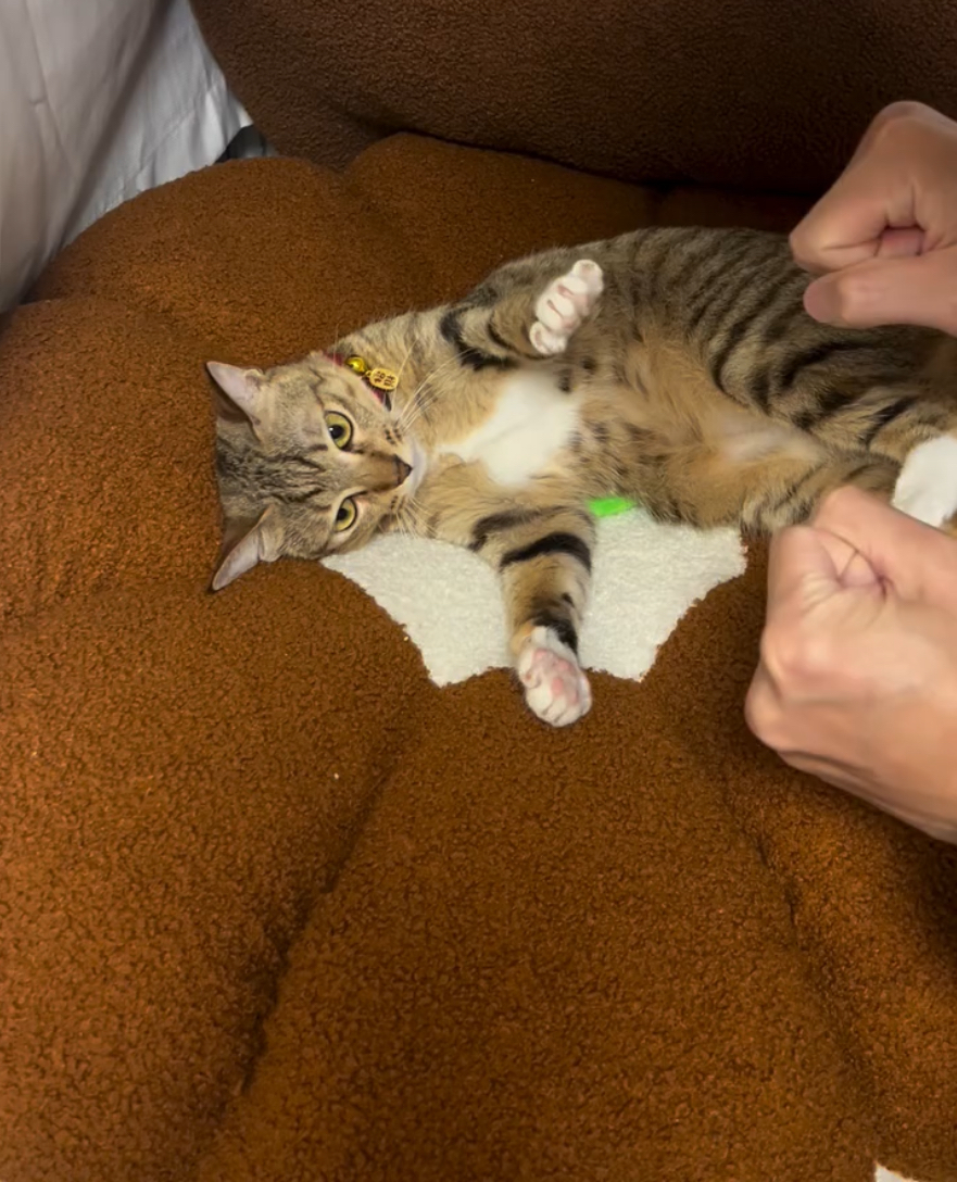 貓咪看似真的會玩猜枚呀！