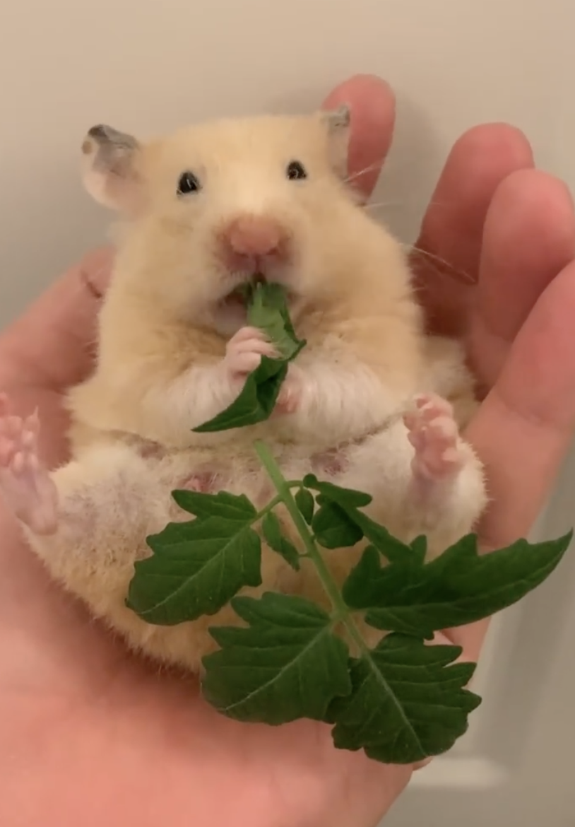 番茄葉的天然毒素對倉鼠有害。