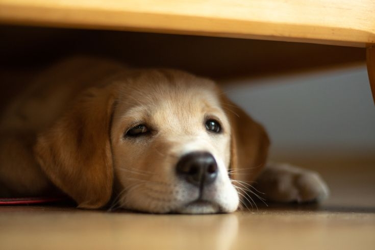 毛孩需要隱匿的地方尋找安全感喔～