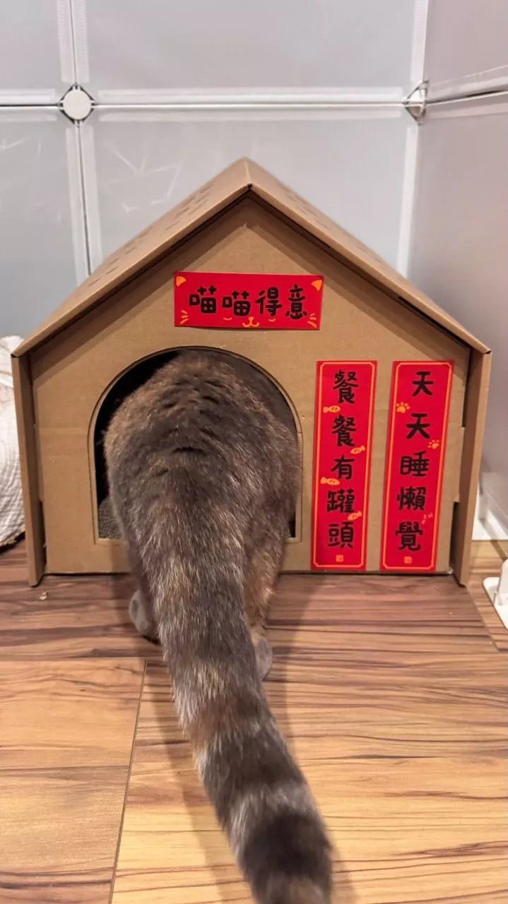 毛孩新年裝飾品都有哪些呢?